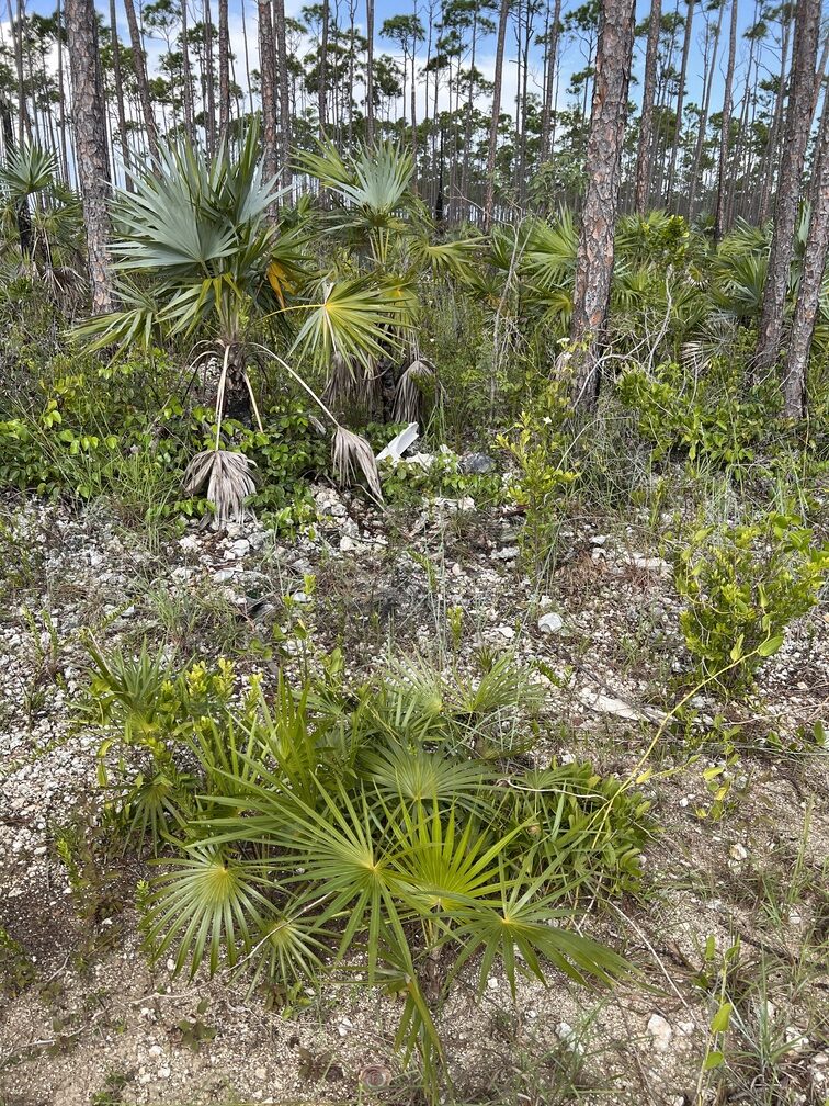 https://www.sassbahamas.org/gensdg/wp-content/uploads/sites/2/2023/11/IMG_1457-1-rotated.jpg